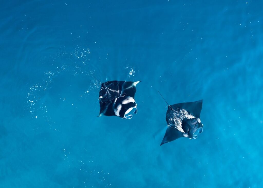 Manta Maldives