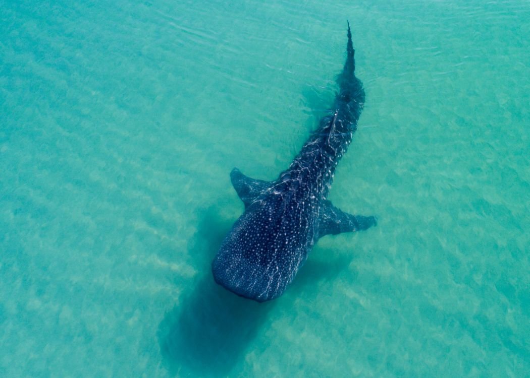 Whale shark swimming in shallow turquoise water