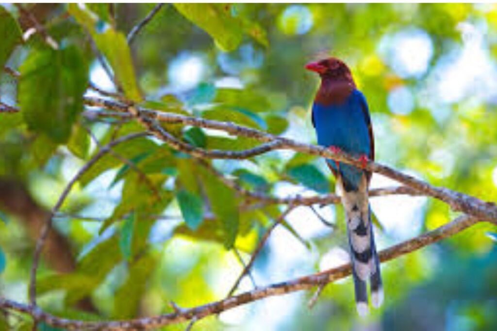 Sri Lanka blue magpie perched on a branch