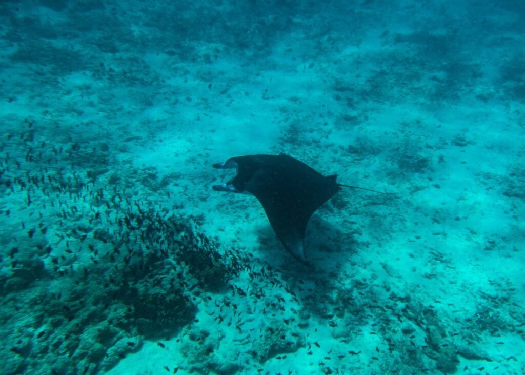 Manta ray gliding over a shallow reef