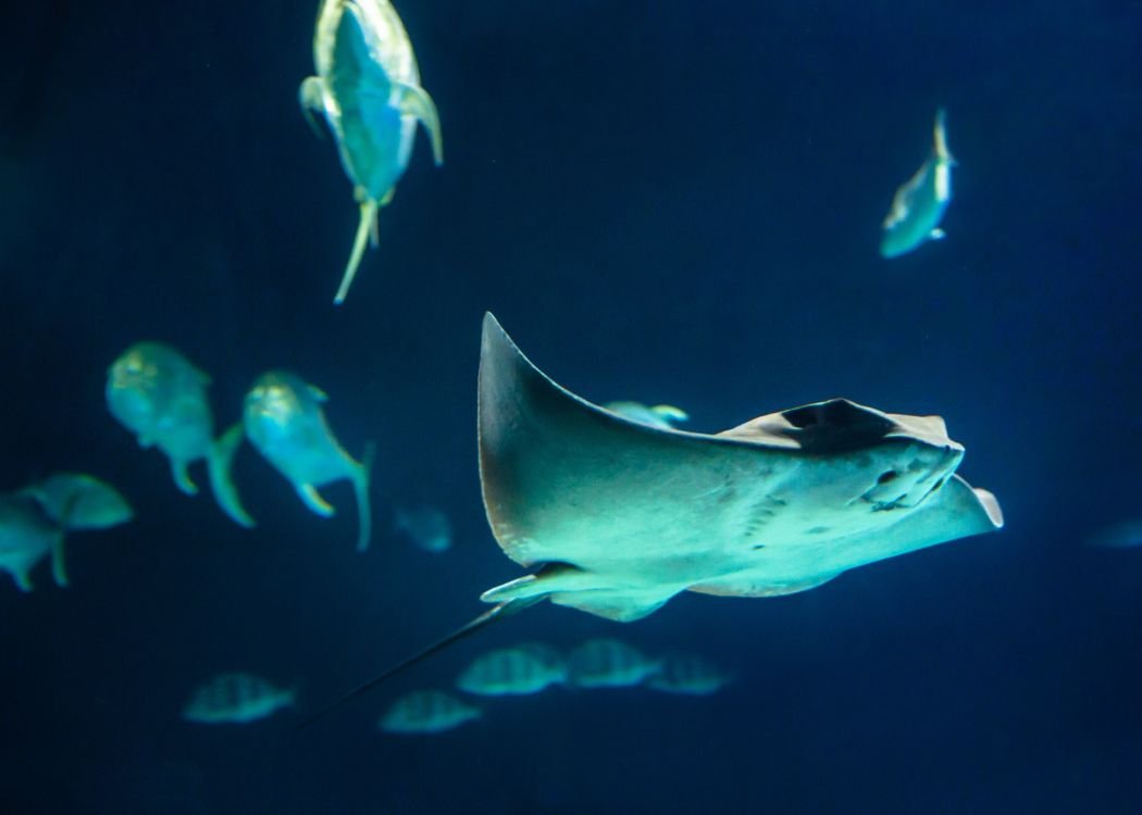 Manta ray swimming among fish
