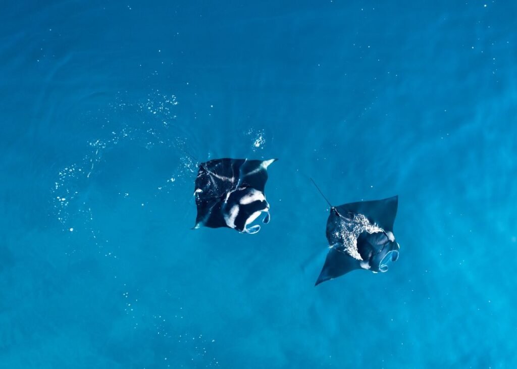 Two manta rays gliding over a sandy seabed