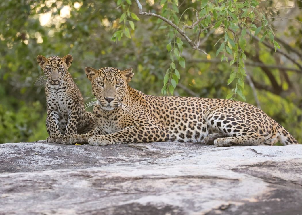 Two leopards resting on a rock