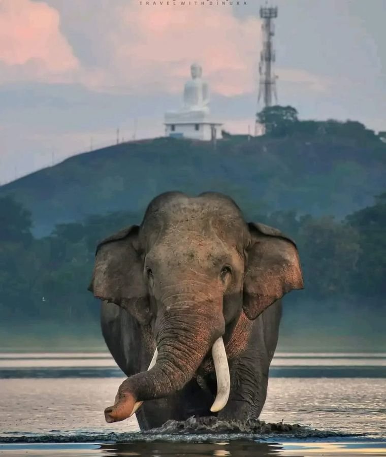 Sri Lankan elephant in front of a forested hillside