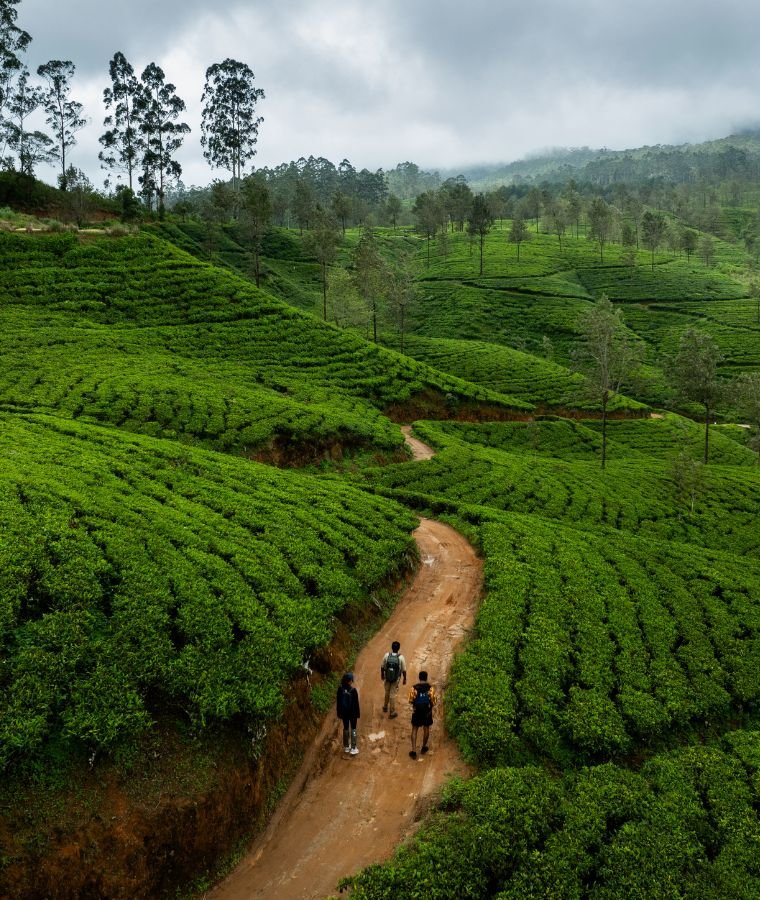 Tea Country