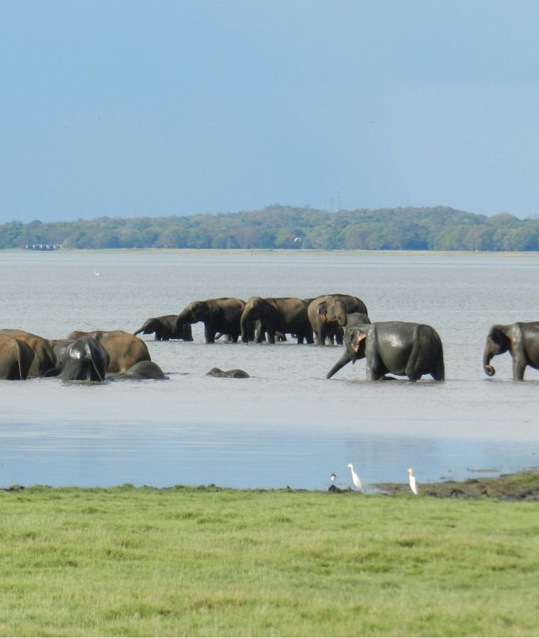 Wildlife