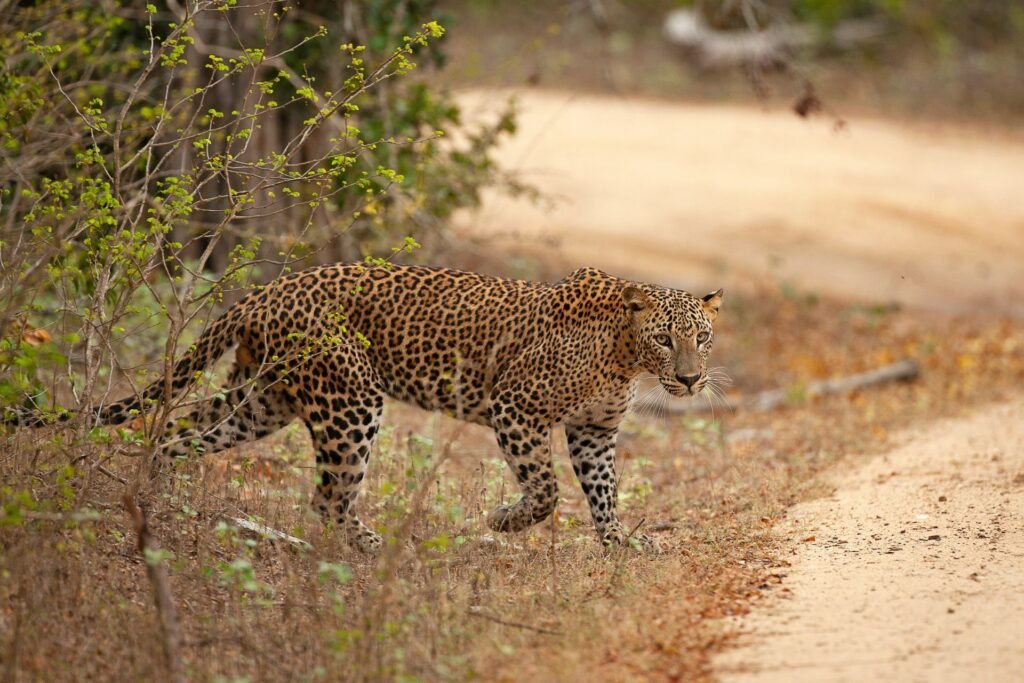 Sri Lankan leopard walking along a track