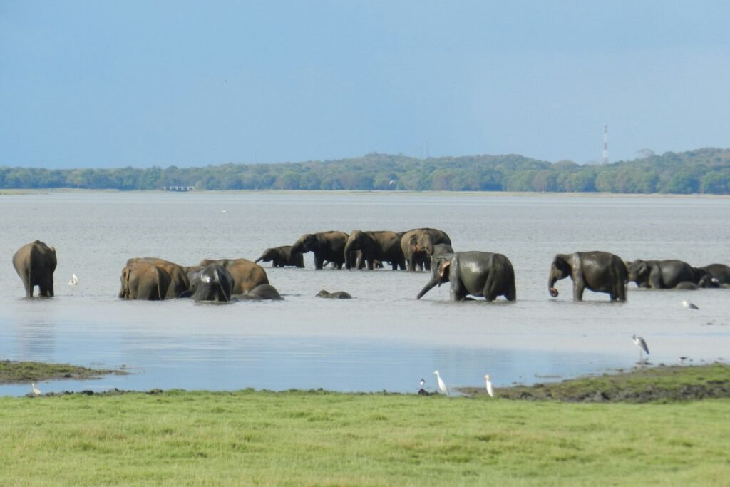 Herd of elephants bathing in a lake