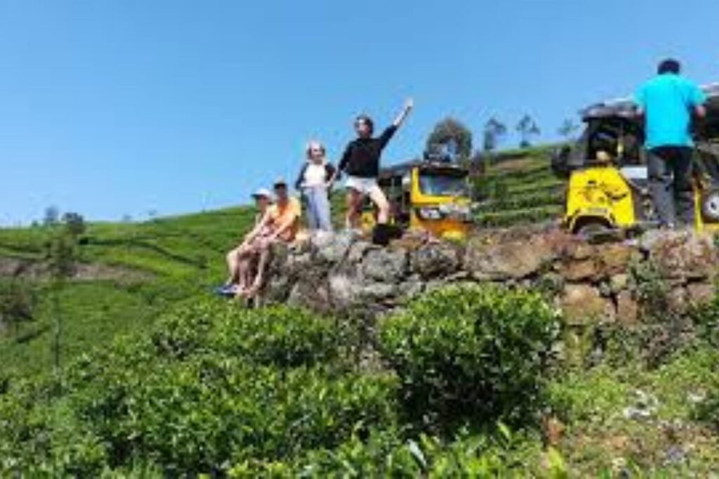 Group with jeeps on a tea-covered hillside