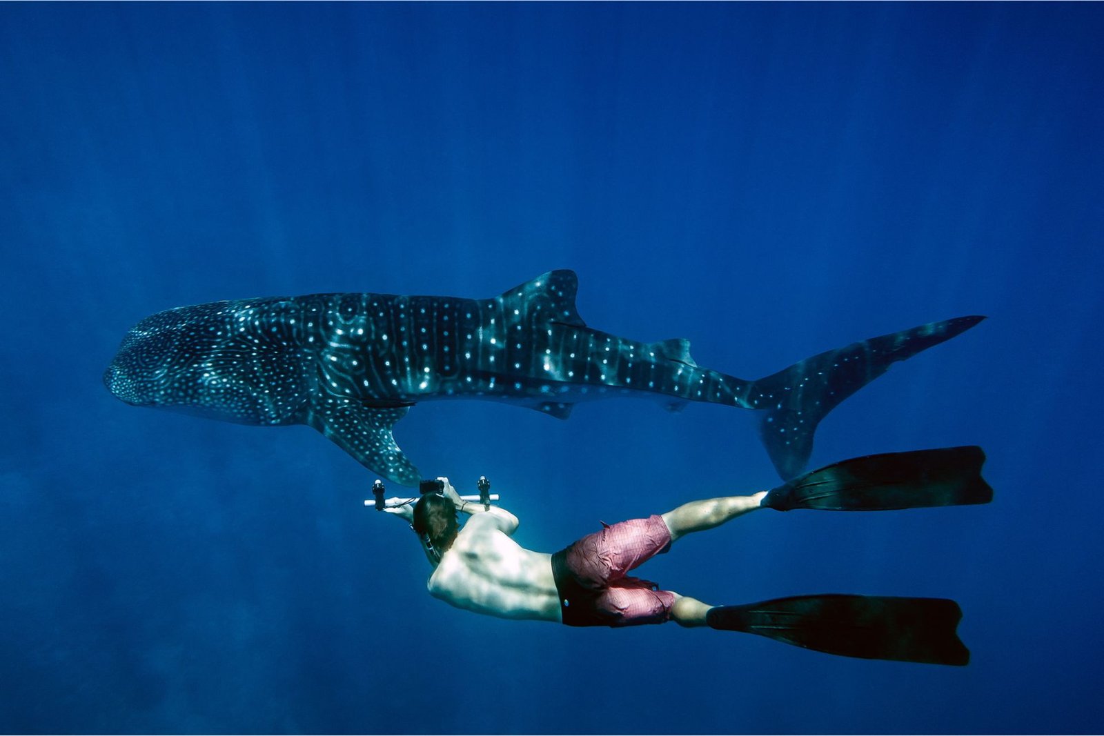 Snorkeller swimming alongside a whale shark