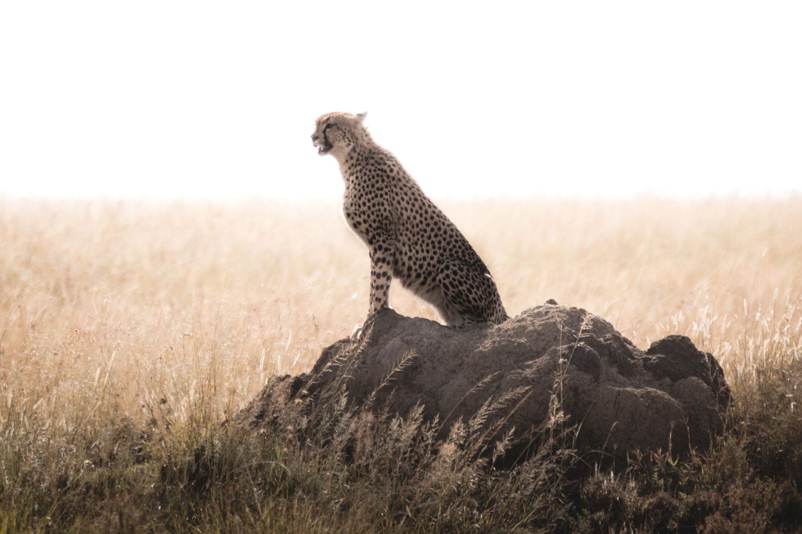 Cheetah sitting on a rock in dry grassland