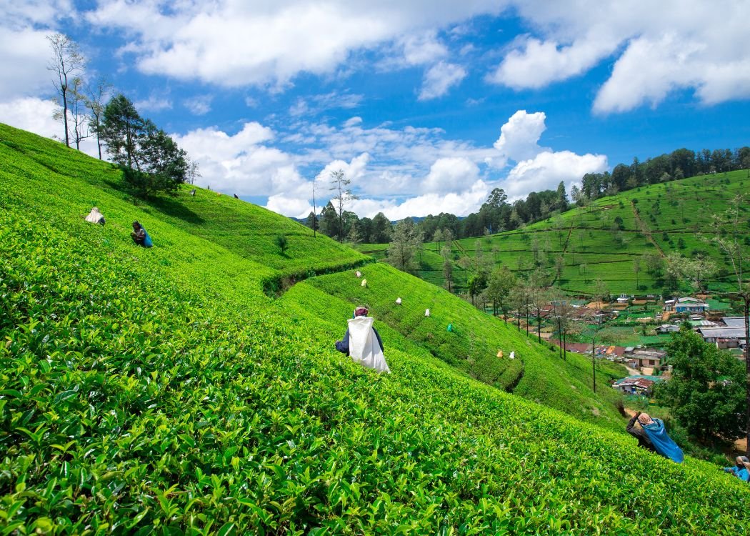 Woman walking through a tea plantation