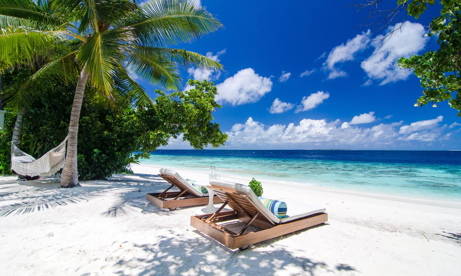 Beach loungers under the palms at Amilla Maldives